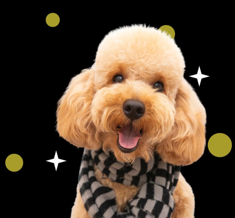Bimbo's Mobile Pet Grooming — Pet Care in Miami