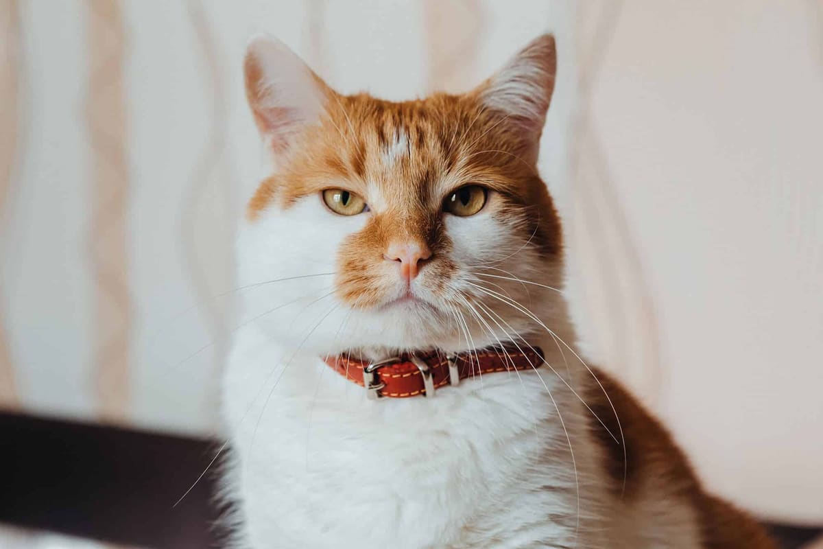 Kalba Dog Services — Pet Care in Miami