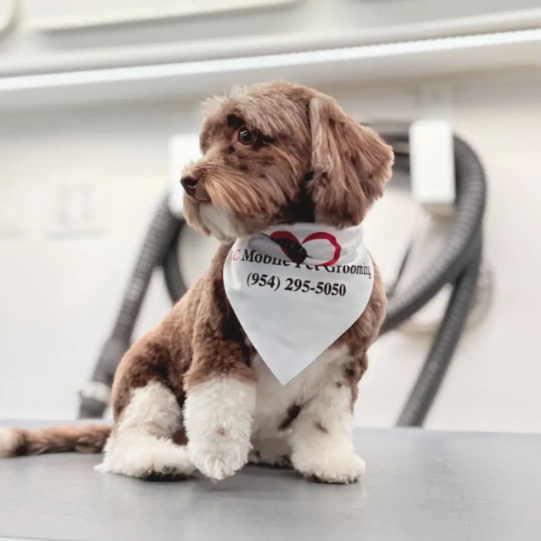 TLC Mobile Pet Grooming — Pet Care in Fort Lauderdale